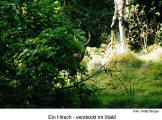 Ein Hirsch - versteckt im Wald  [Foto: Antje Steiger]