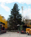 18m tall spruce tree erected as Toronto's official 2009 Christmas tree