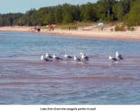 Lake Erie: Even the seagulls prefer it cool!