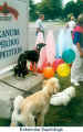 Eukanuba Superdogs